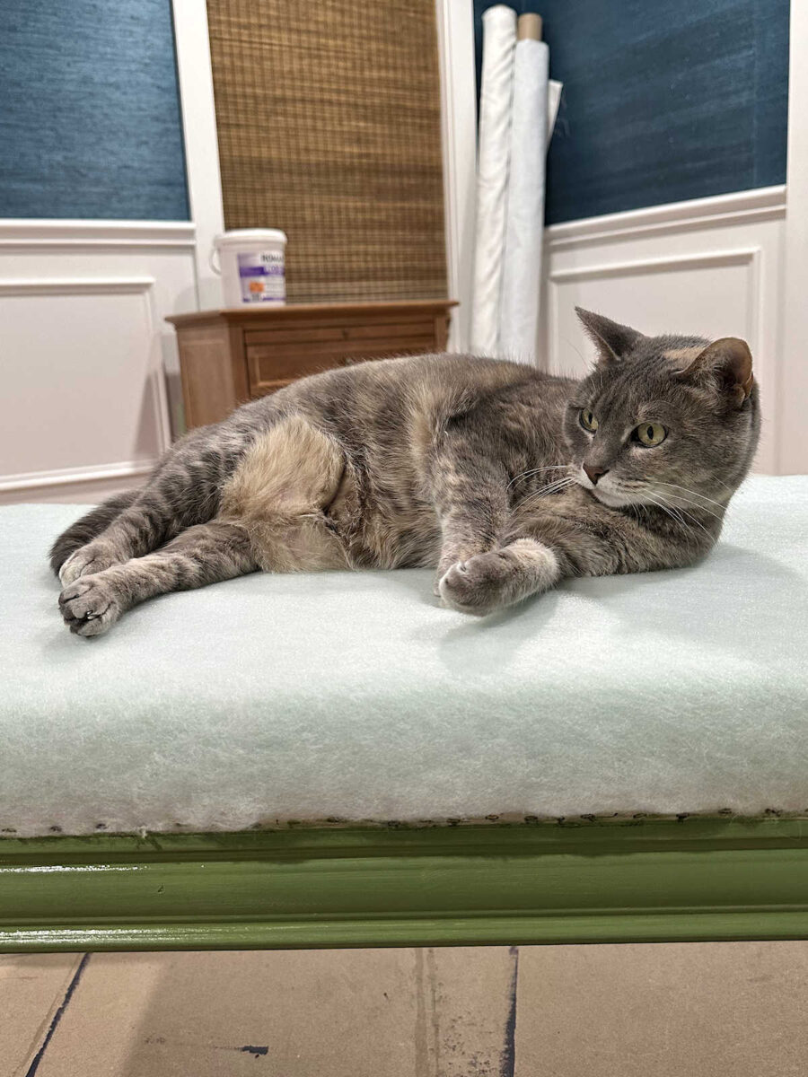 life with tiger (an update)