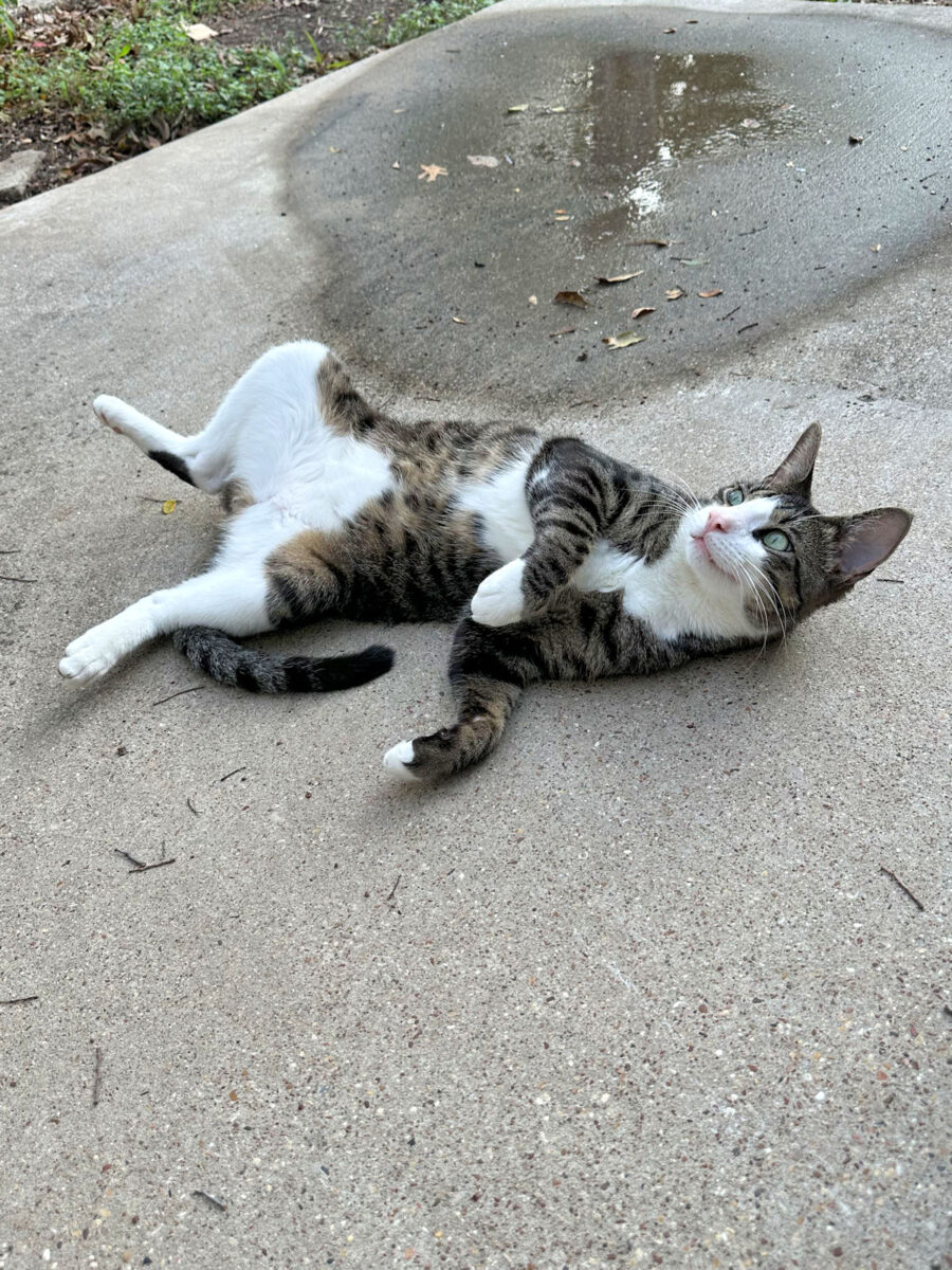 life with tiger (an update)
