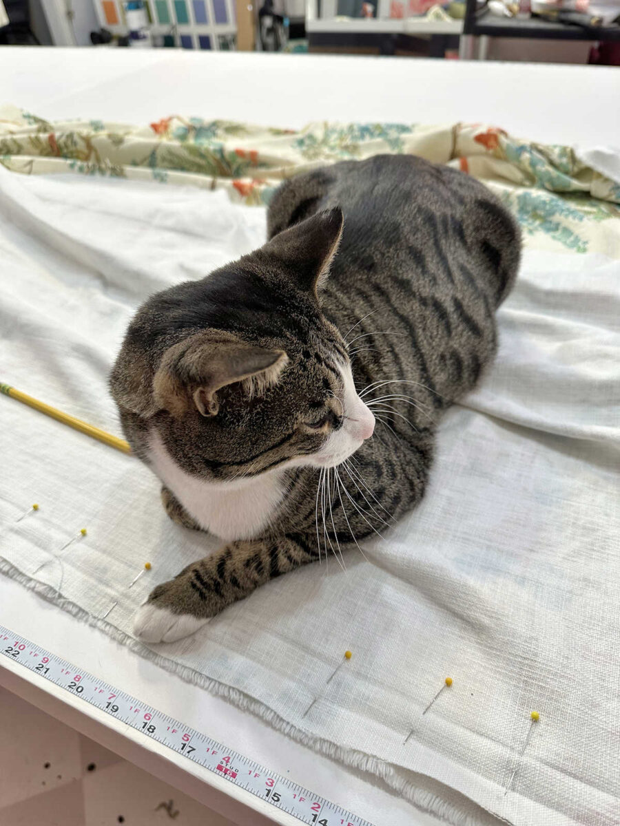 life with tiger (an update)