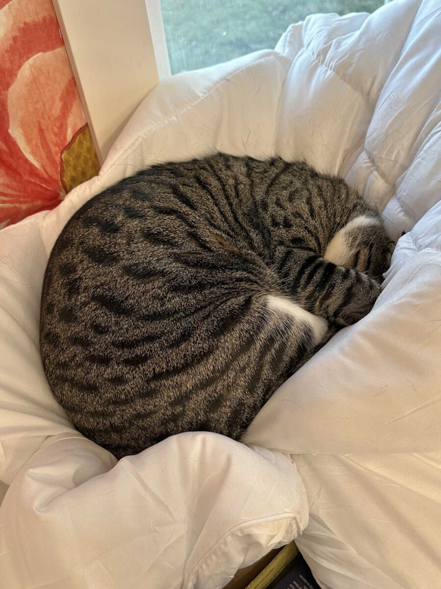 life with tiger (an update)