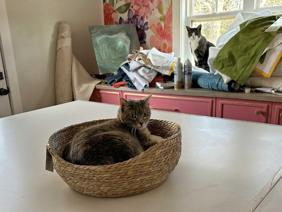 life with tiger (an update)
