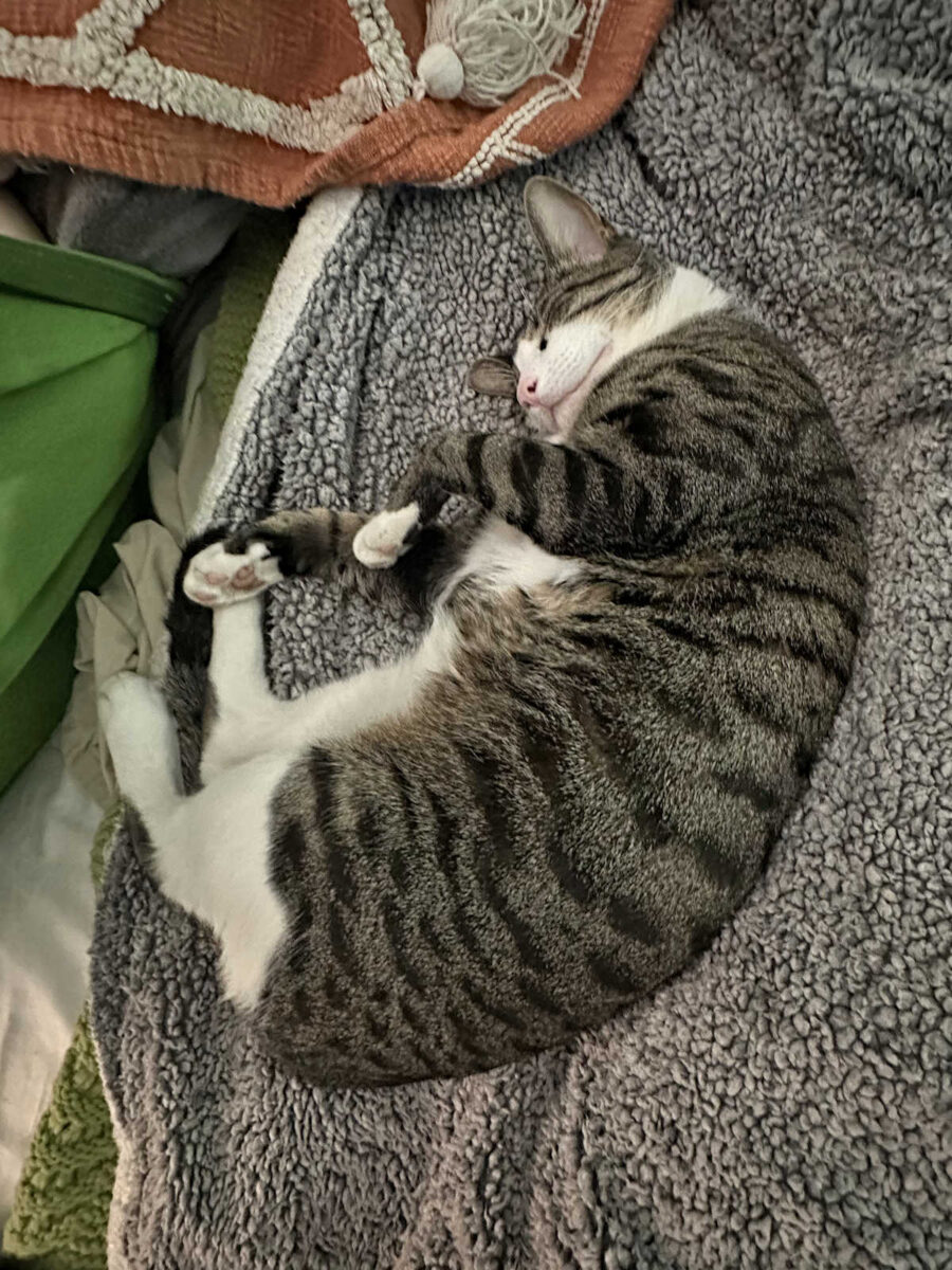 life with tiger (an update)