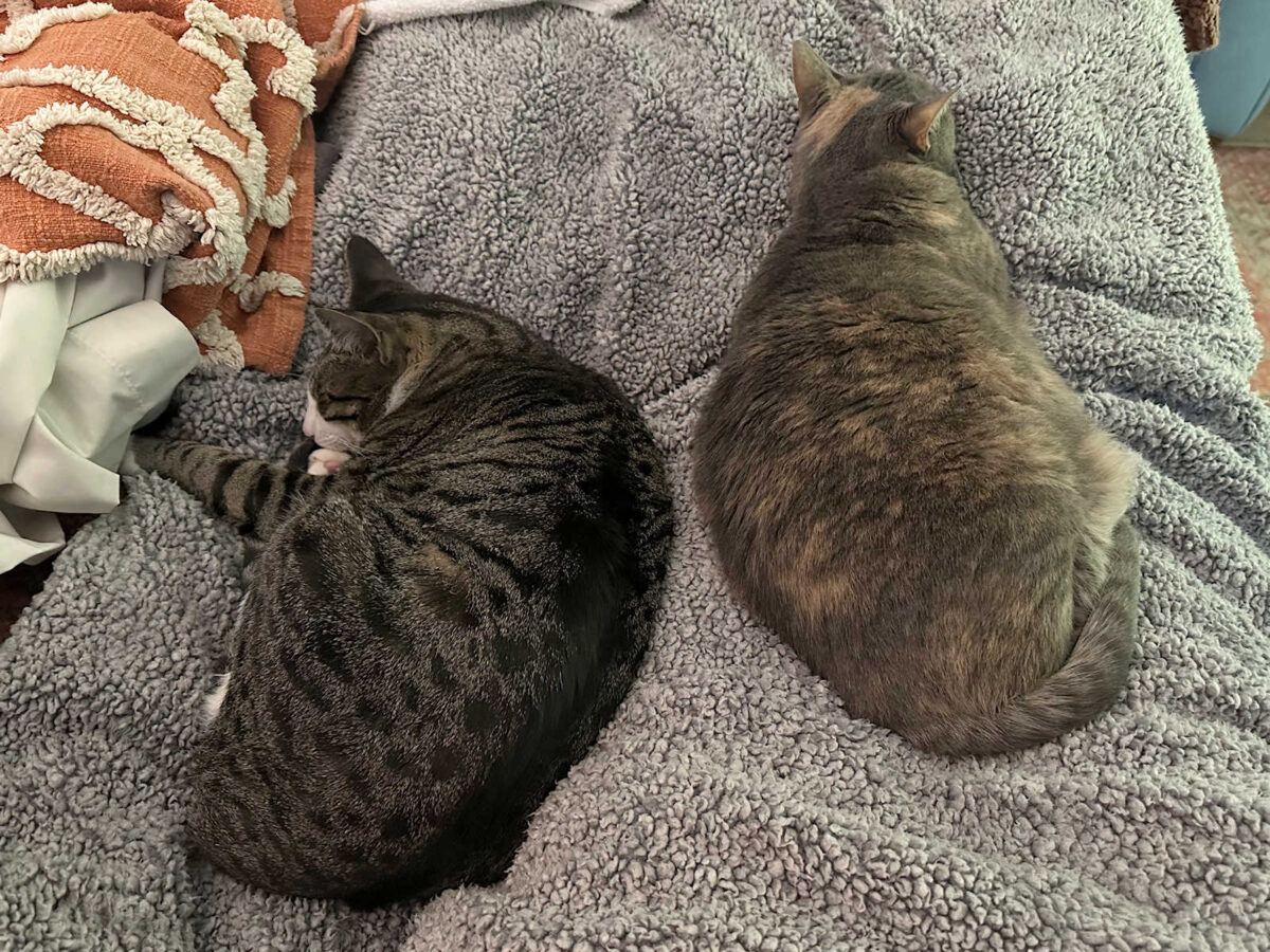life with tiger (an update)