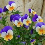 Top 5 Ideas: Top 5 Cracks for Musicality in Mossy Guitars