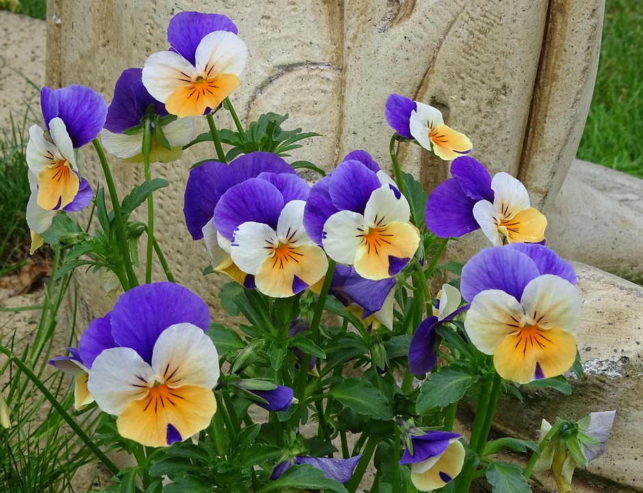 Top 5 Ideas: Top 5 Cracks for Musicality in Mossy Guitars