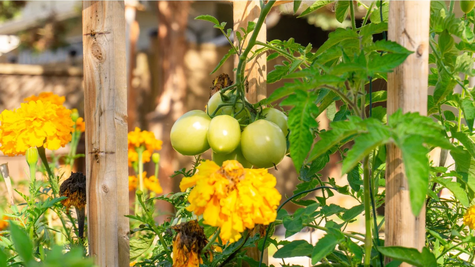 a close-up shot of ripening round fruits on its vines, alongside calendula and marigold flowers,