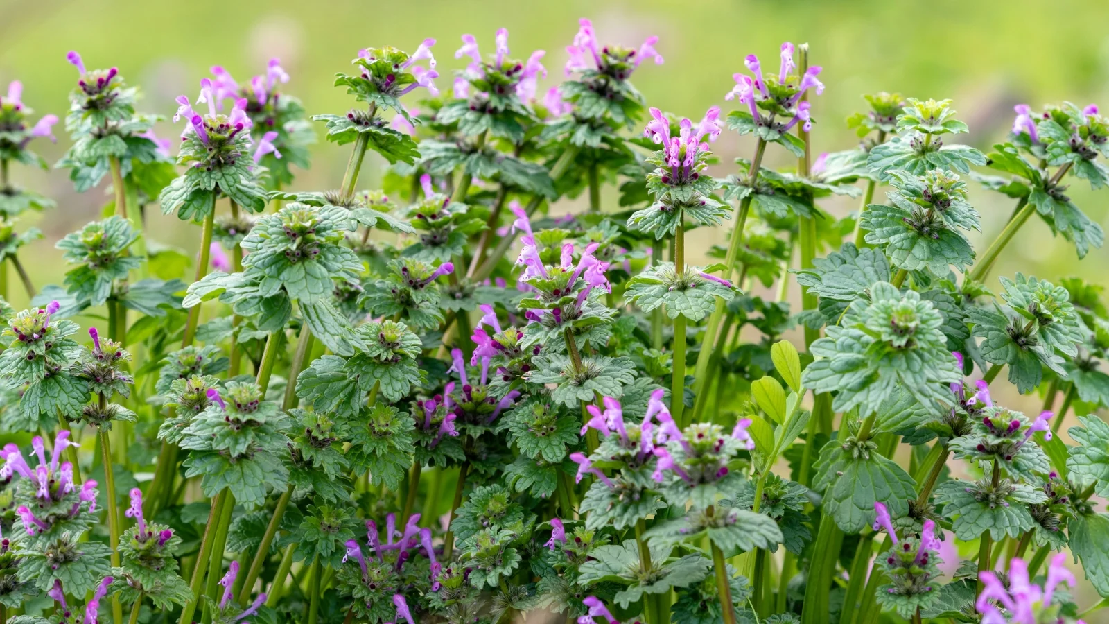 close-up of a flowering henbit plant in a garden against a blurred green background. henbit (lamium amplexicaule) is a winter annual herb with square stems and opposite, heart-shaped leaves that clasp the stem. clusters of small, tubular, pink to purple flowers bloom at the tips of the stems.