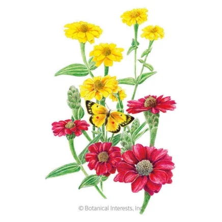 peruvian blend zinnia seeds