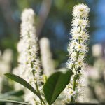 My Front Yard Stays Private All Year Round Thanks To One Plant My Front Yard Stays Private All Year Round Thanks To One Plant