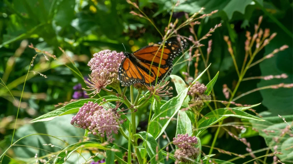 How to Grow Milkweed Without It Taking Over the Garden
