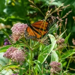How to Grow Milkweed Without It Taking Over the Garden How to Grow Milkweed Without It Taking Over the Garden