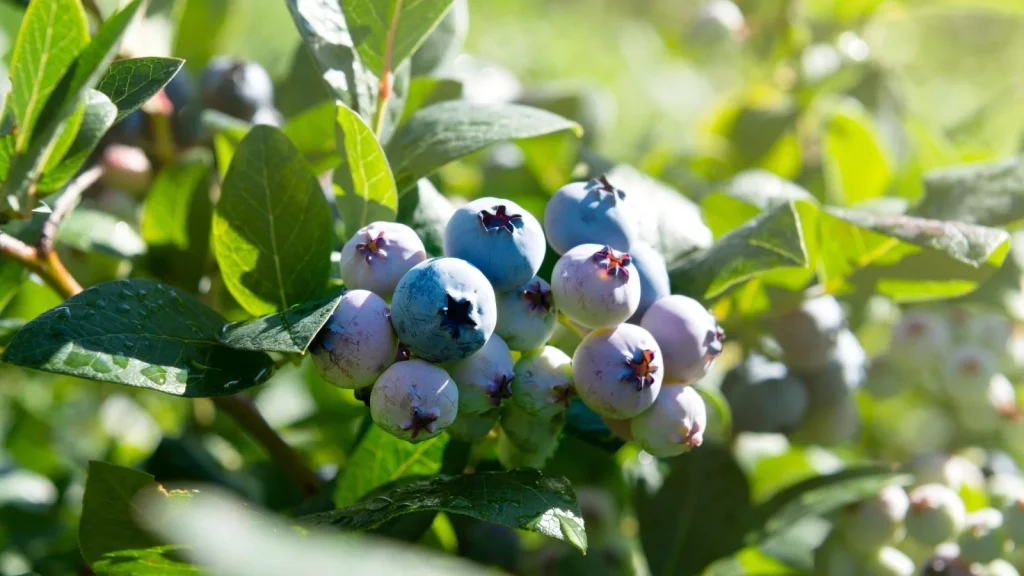 Blueberry Bushes: Soil Prep, Variety Selection, and Spring Planting