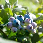 Blueberry Bushes: Soil Prep, Variety Selection, and Spring Planting Blueberry Bushes: Soil Prep, Variety Selection, and Spring Planting