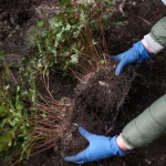 How to Divide and Transplant Perennials in April Without Killing Them How to Divide and Transplant Perennials in April Without Killing Them