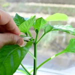 How to Pinch Your Pepper Plants for a Better Crop How to Pinch Your Pepper Plants for a Better Crop
