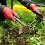 7 Early Spring Weeds to Watch For