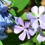 7 Shade Perennials That Spread (But Won’t Take Over)