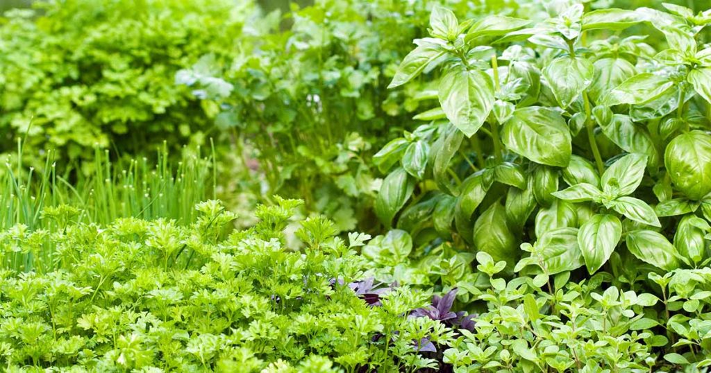 Tips for Growing an Abundant Edible Herb Garden