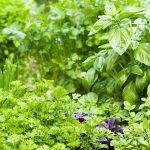 Tips for Growing an Abundant Edible Herb Garden