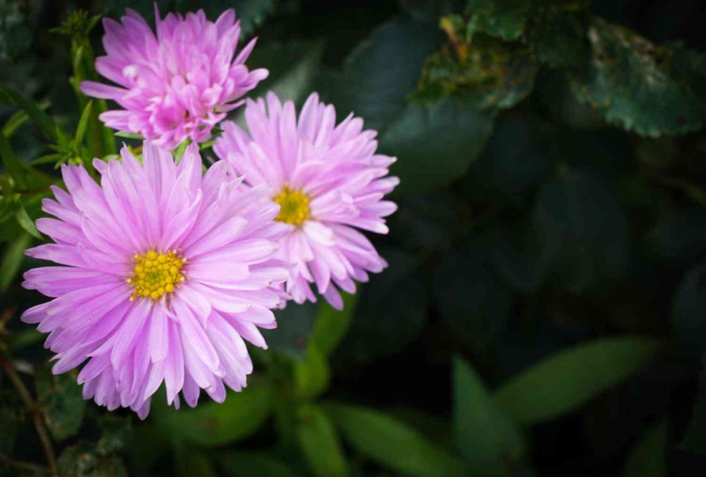 19 Perennial that Bloom all Summer in Full Sun