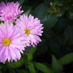 19 Perennial that Bloom all Summer in Full Sun