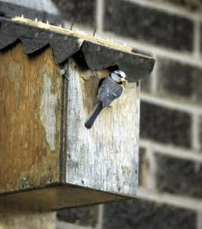 Bring on the Birds: Attracting Birds to Your Garden