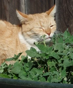 catnip! good for cats, good for humans 3 cat with catnip