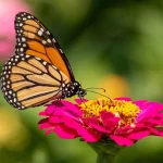 7 Zinnias That Butterflies and Hummingbirds Can’t Resist