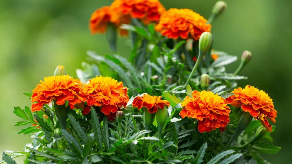 How to Direct Sow Marigolds in the Garden