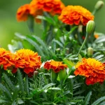 How to Direct Sow Marigolds in the Garden
