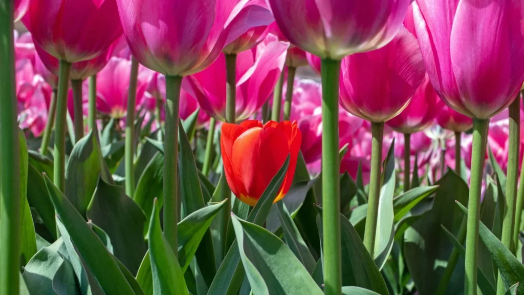 5 Reasons You Have Short Tulips This Spring