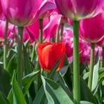 5 Reasons You Have Short Tulips This Spring