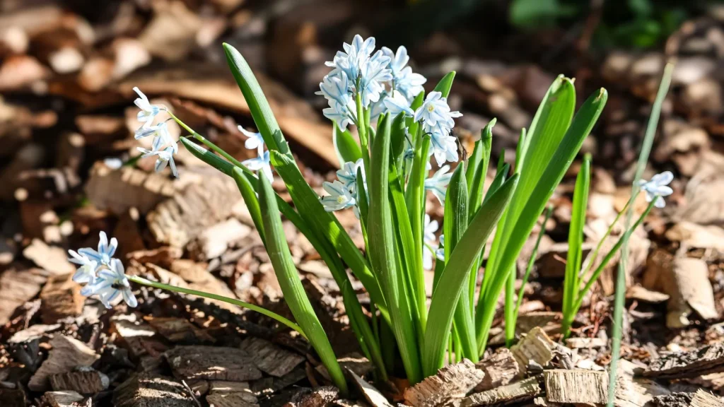Weed or Emerging Perennial? How to Tell the Difference