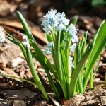 Weed or Emerging Perennial? How to Tell the Difference