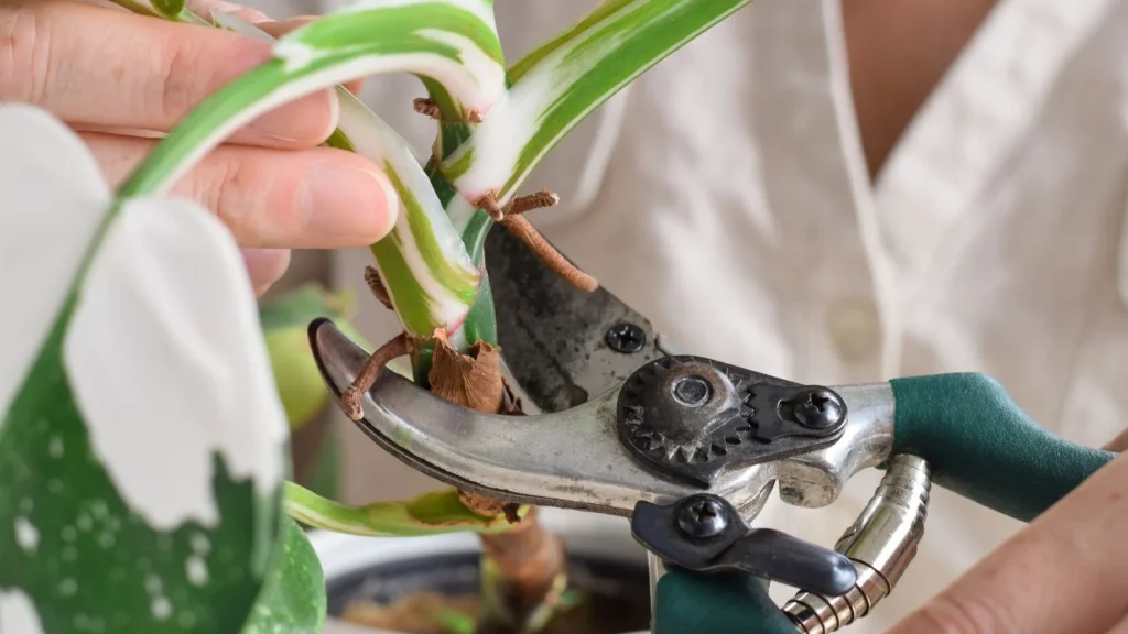 How to Trim Dead Philodendron Leaves Without Damaging Your Plant