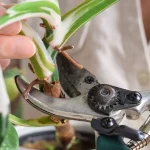 How to Trim Dead Philodendron Leaves Without Damaging Your Plant