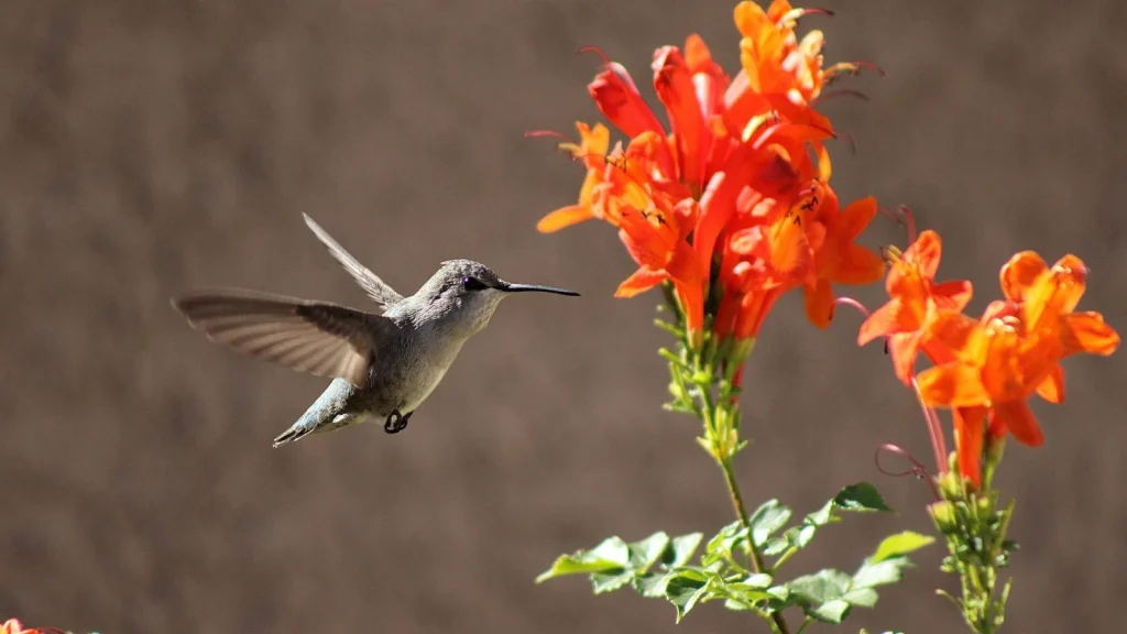 Grow These 7 Vines to Attract More Hummingbirds to Your Garden