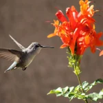 Grow These 7 Vines to Attract More Hummingbirds to Your Garden