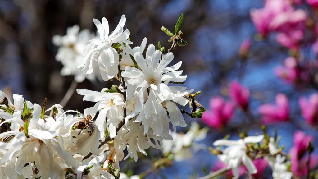 The 7 Best Magnolia Varieties for Small Yards