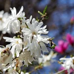 The 7 Best Magnolia Varieties for Small Yards