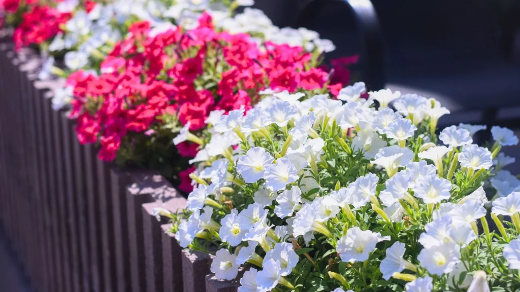 5 Ways to Keep Annuals Blooming all Summer Long