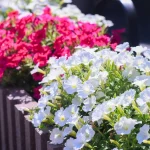 5 Ways to Keep Annuals Blooming all Summer Long