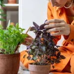 7 Herbs to Plant in April