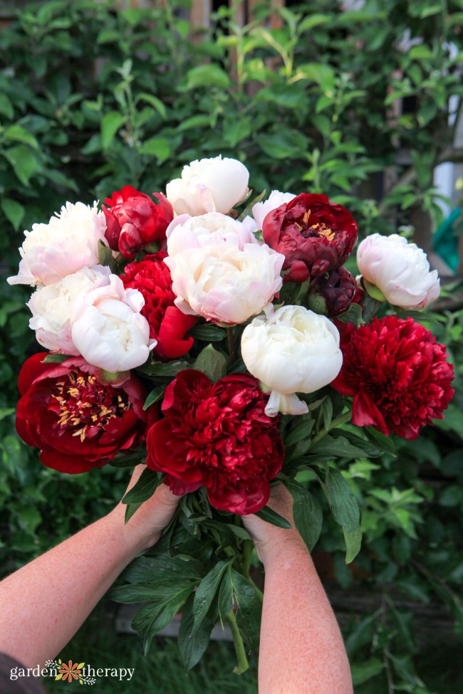 red and light pink peony bouquet