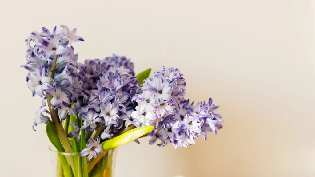 How to Make Cut Hyacinths Last