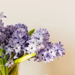 How to Make Cut Hyacinths Last