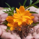 When to Start Cosmos Seeds: A Regional Guide