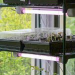 Do Grow Lights for Indoor Plants Work? (And Are They Worth It?) Do Grow Lights for Indoor Plants Work? (And Are They Worth It?)