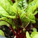 Easy Square Foot Gardening for a High-Yield Harvest (+ Chart)