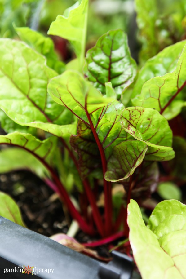 Easy Square Foot Gardening for a High-Yield Harvest (+ Chart)
